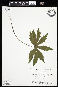 Petasites frigidus var. palmatus image