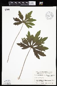 Petasites frigidus var. palmatus image