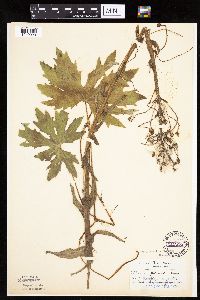 Petasites frigidus var. palmatus image
