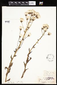 Petasites frigidus var. palmatus image