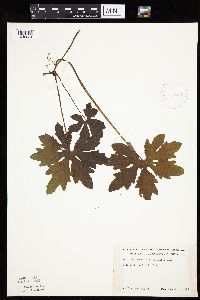 Petasites frigidus var. palmatus image