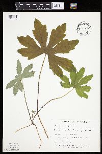 Petasites frigidus var. palmatus image