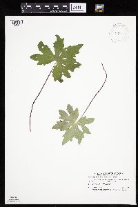 Petasites frigidus var. palmatus image
