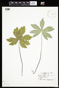 Petasites frigidus var. palmatus image