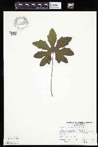 Petasites frigidus var. palmatus image