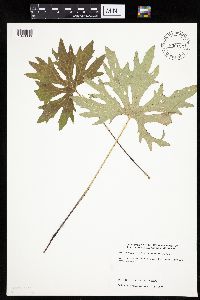 Petasites frigidus var. palmatus image