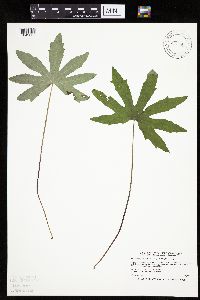 Petasites frigidus var. palmatus image