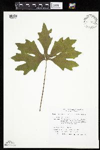 Petasites frigidus var. palmatus image
