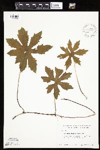 Petasites frigidus var. palmatus image