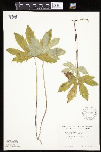 Petasites frigidus var. palmatus image