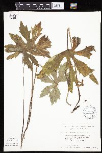 Petasites frigidus var. palmatus image