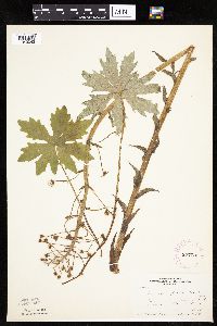 Petasites frigidus var. palmatus image
