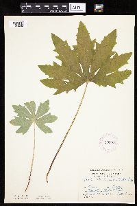 Petasites frigidus var. palmatus image