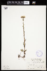 Petasites frigidus var. palmatus image