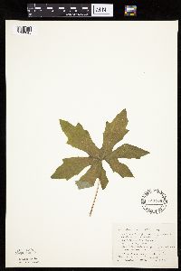 Petasites frigidus var. palmatus image