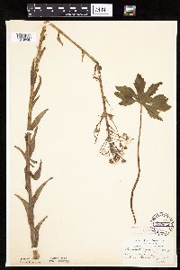Petasites frigidus var. palmatus image
