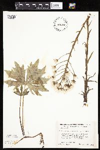 Petasites frigidus var. palmatus image