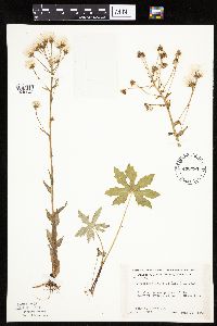 Petasites frigidus var. palmatus image