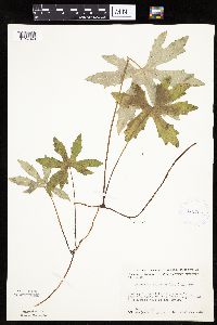 Petasites frigidus var. palmatus image