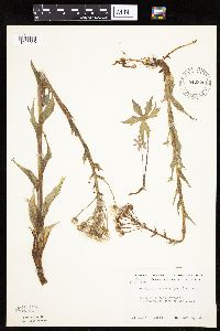 Petasites frigidus var. palmatus image