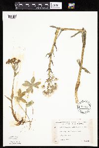 Petasites frigidus var. palmatus image