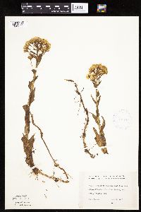 Petasites frigidus var. palmatus image