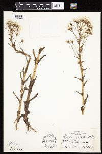 Petasites frigidus var. palmatus image