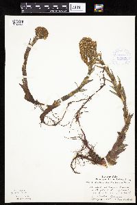 Petasites frigidus var. palmatus image