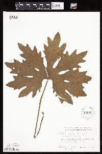 Petasites frigidus var. palmatus image