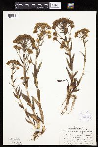 Petasites frigidus var. palmatus image