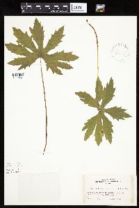 Petasites frigidus var. palmatus image