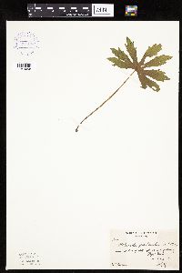 Petasites frigidus var. palmatus image