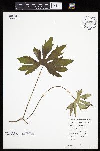 Petasites frigidus var. palmatus image