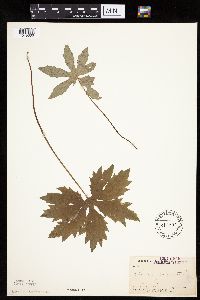 Petasites frigidus var. palmatus image
