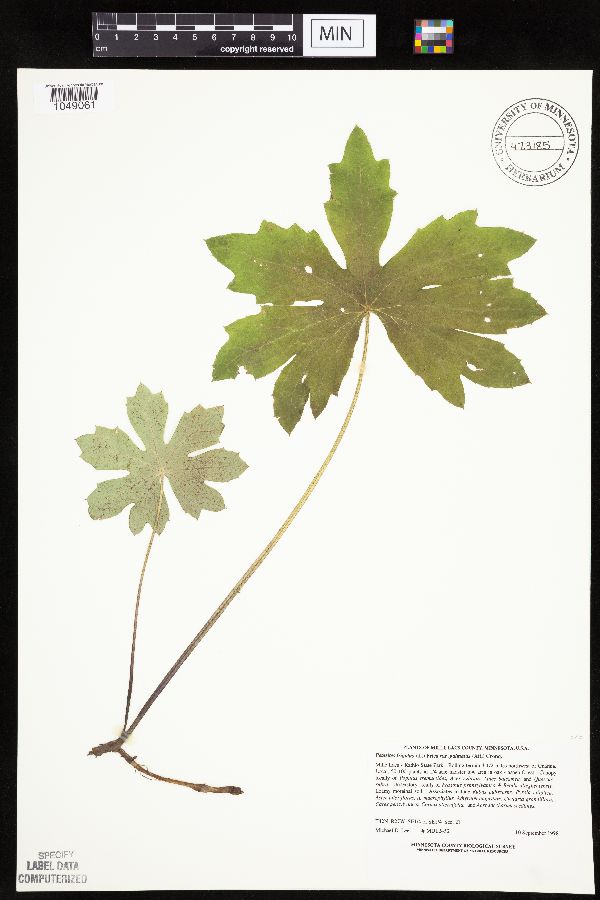 Petasites frigidus var. palmatus image