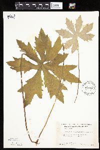 Petasites frigidus var. palmatus image