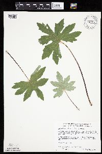 Petasites frigidus var. palmatus image