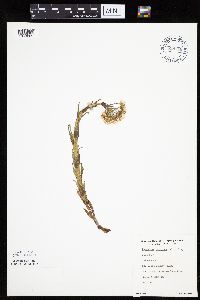 Petasites frigidus var. palmatus image
