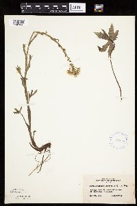 Petasites frigidus var. palmatus image