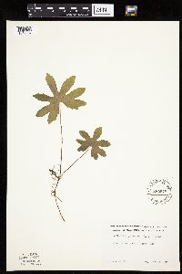 Petasites frigidus var. palmatus image