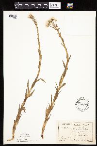 Petasites frigidus var. palmatus image