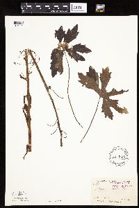 Petasites frigidus var. palmatus image
