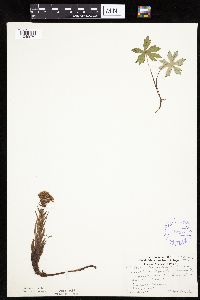 Petasites frigidus var. palmatus image