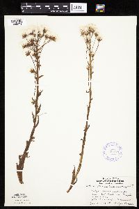Petasites frigidus var. palmatus image