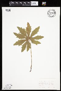 Petasites frigidus var. palmatus image