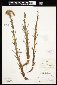 Petasites frigidus var. palmatus image
