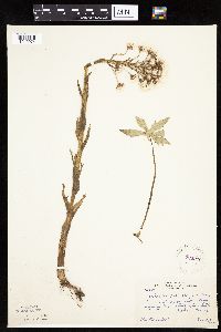 Petasites frigidus var. palmatus image