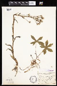 Petasites frigidus var. palmatus image