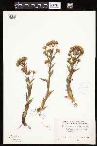 Petasites frigidus var. palmatus image