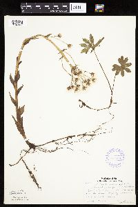 Petasites frigidus var. palmatus image